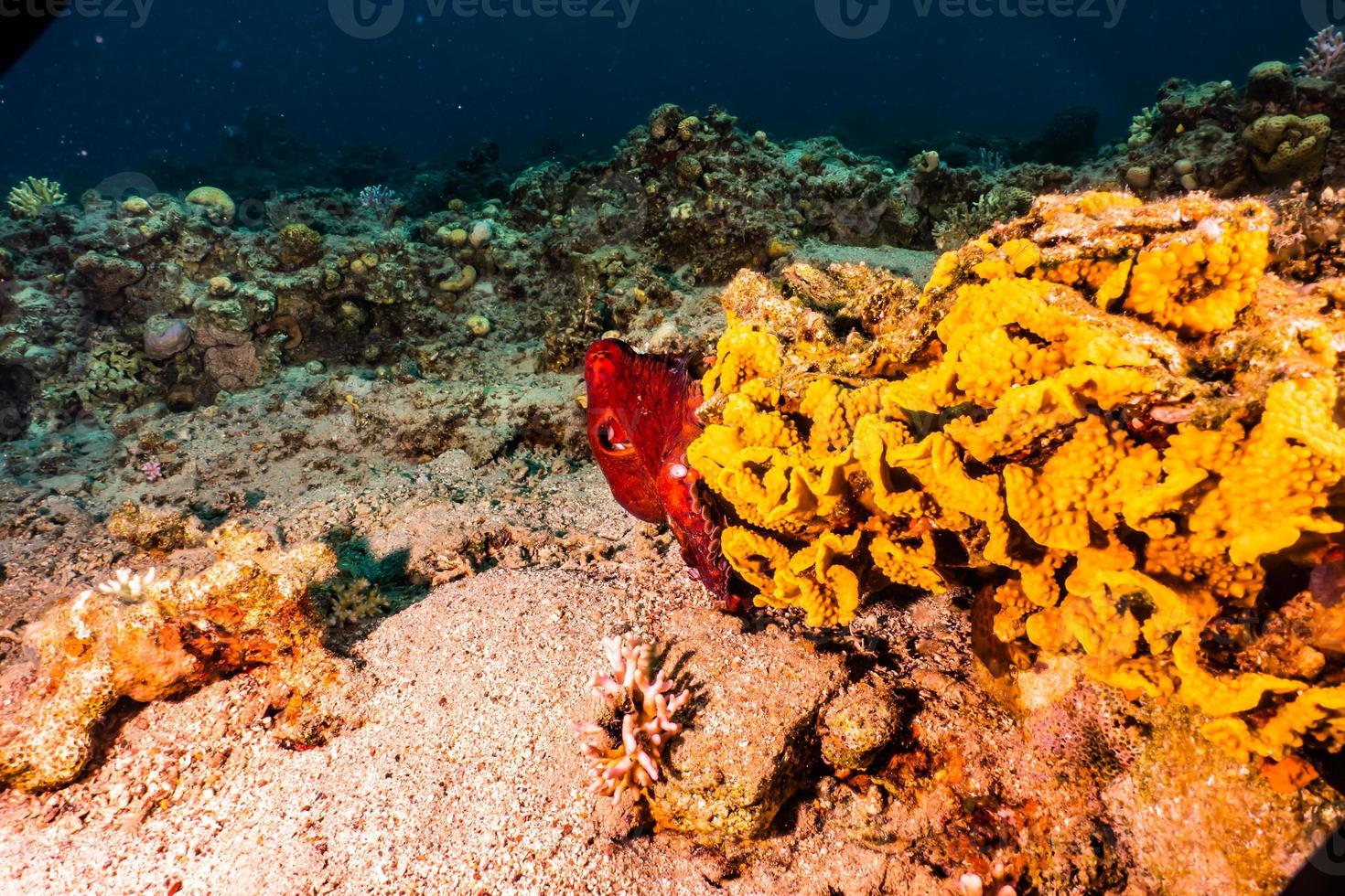 Octopus king of camouflage in the Red Sea, Eilat Israel photo