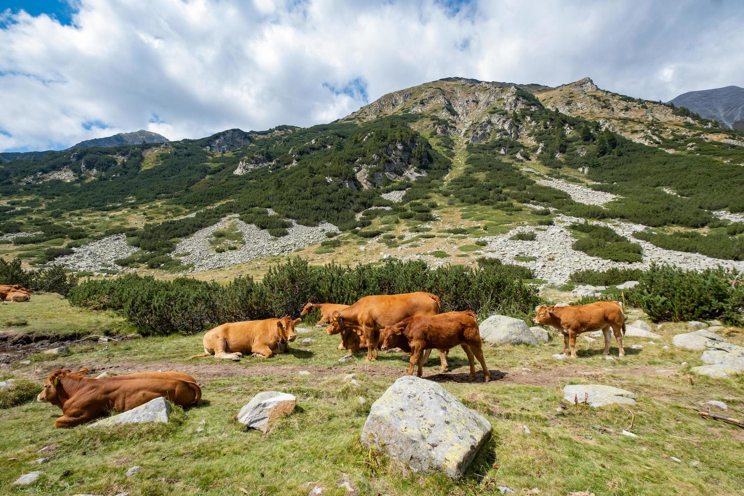 Herd of cows in the mountains photo