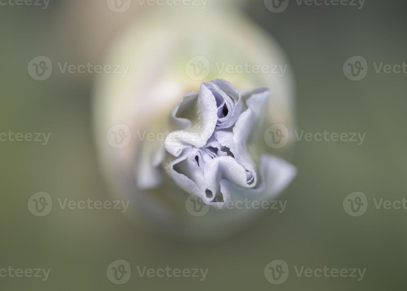 Primer plano de un capullo de flor púrpura foto