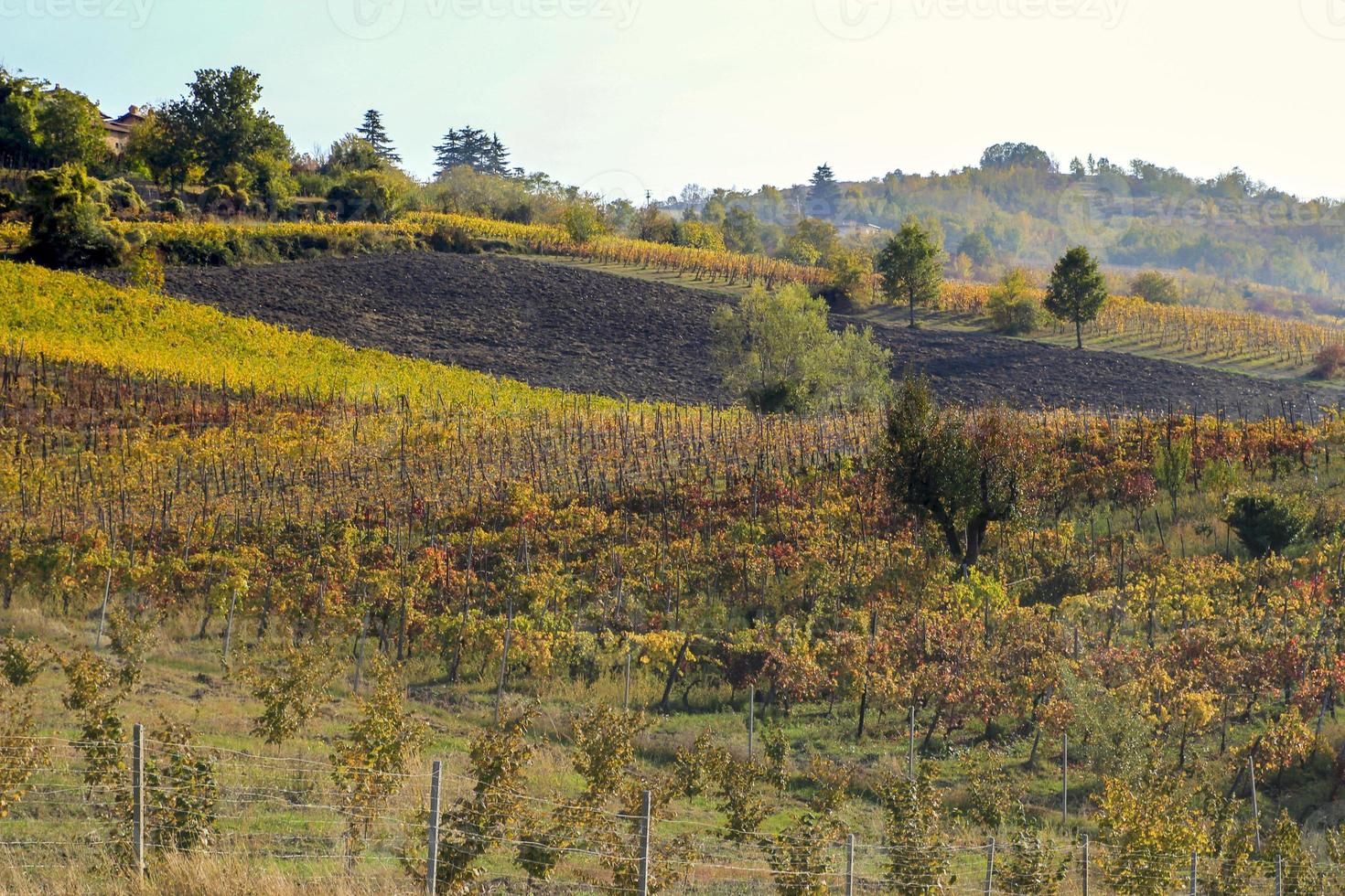 Vineyards and countryside of the Piedmont hinterland, Italy photo