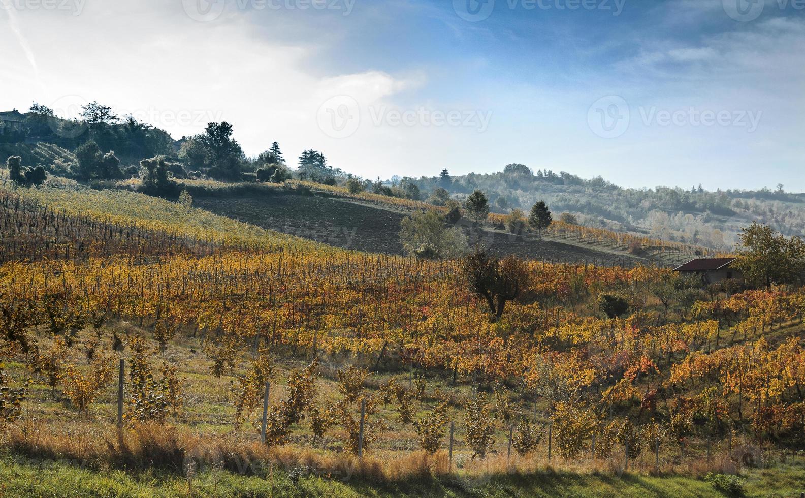 Vineyards and countryside of the Piedmont hinterland, Italy photo