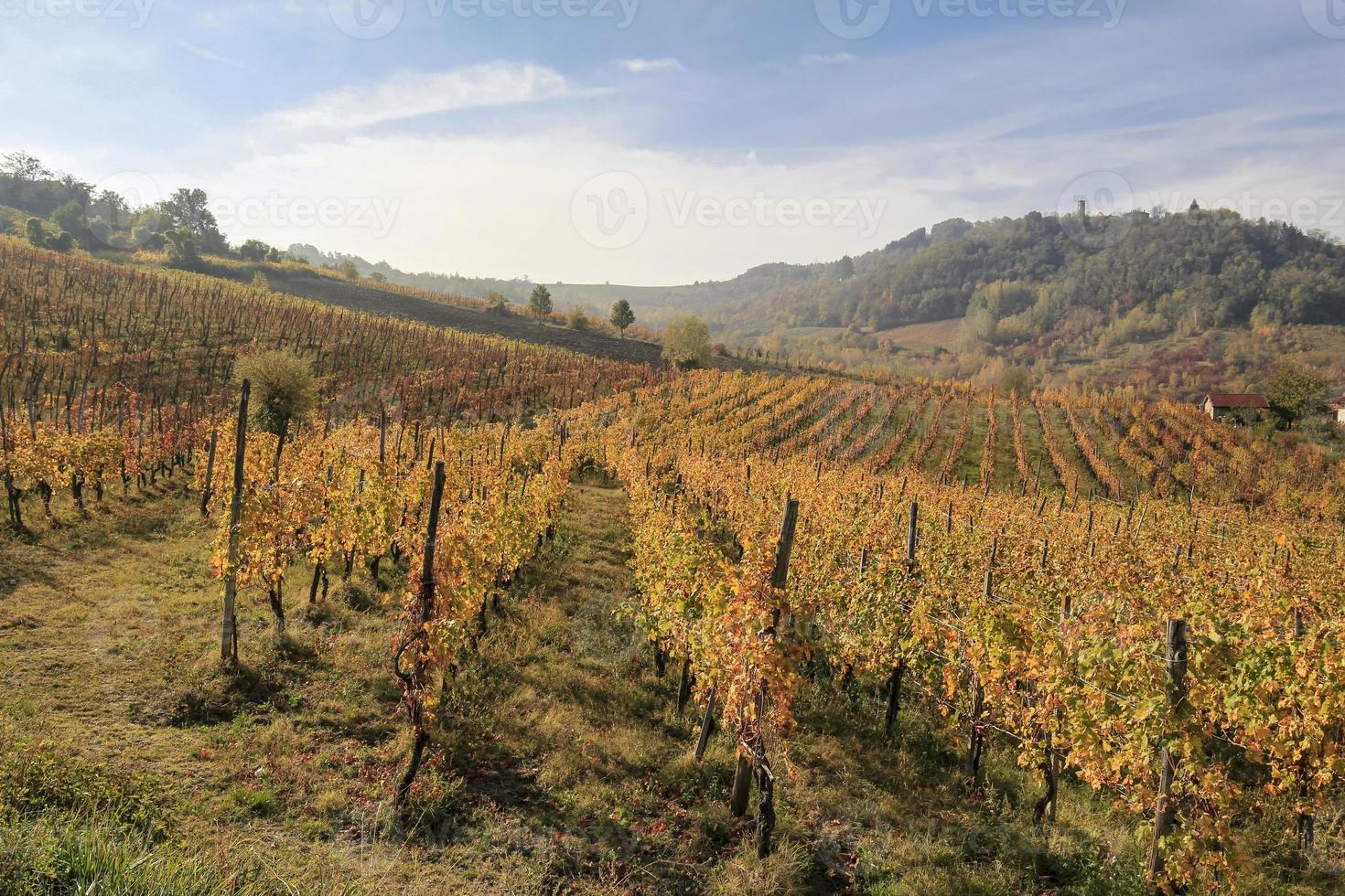 Vineyards and countryside of the Piedmont hinterland, Italy photo