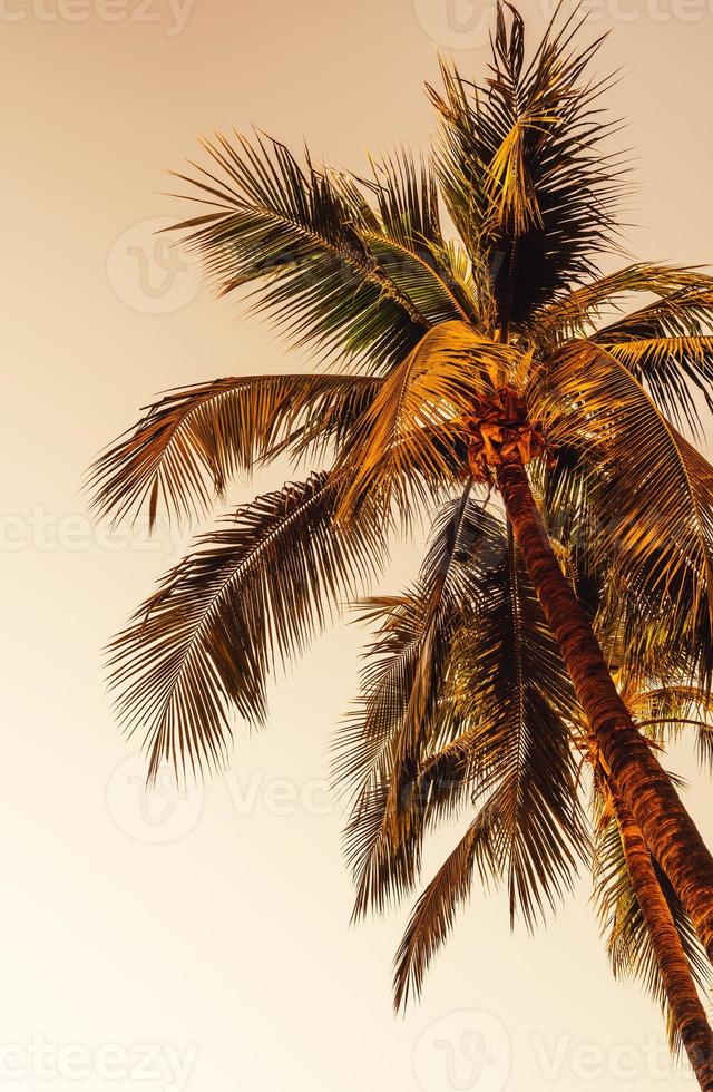 Coconut palm tree with empty sky and copy space photo