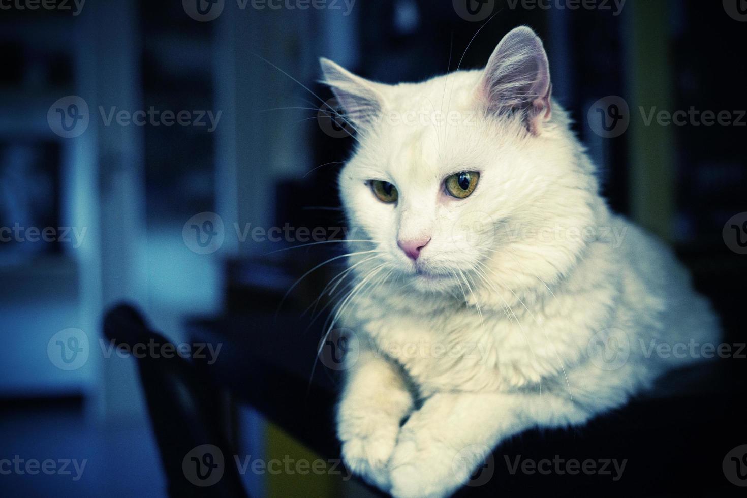 Maine coon cat in the house photo