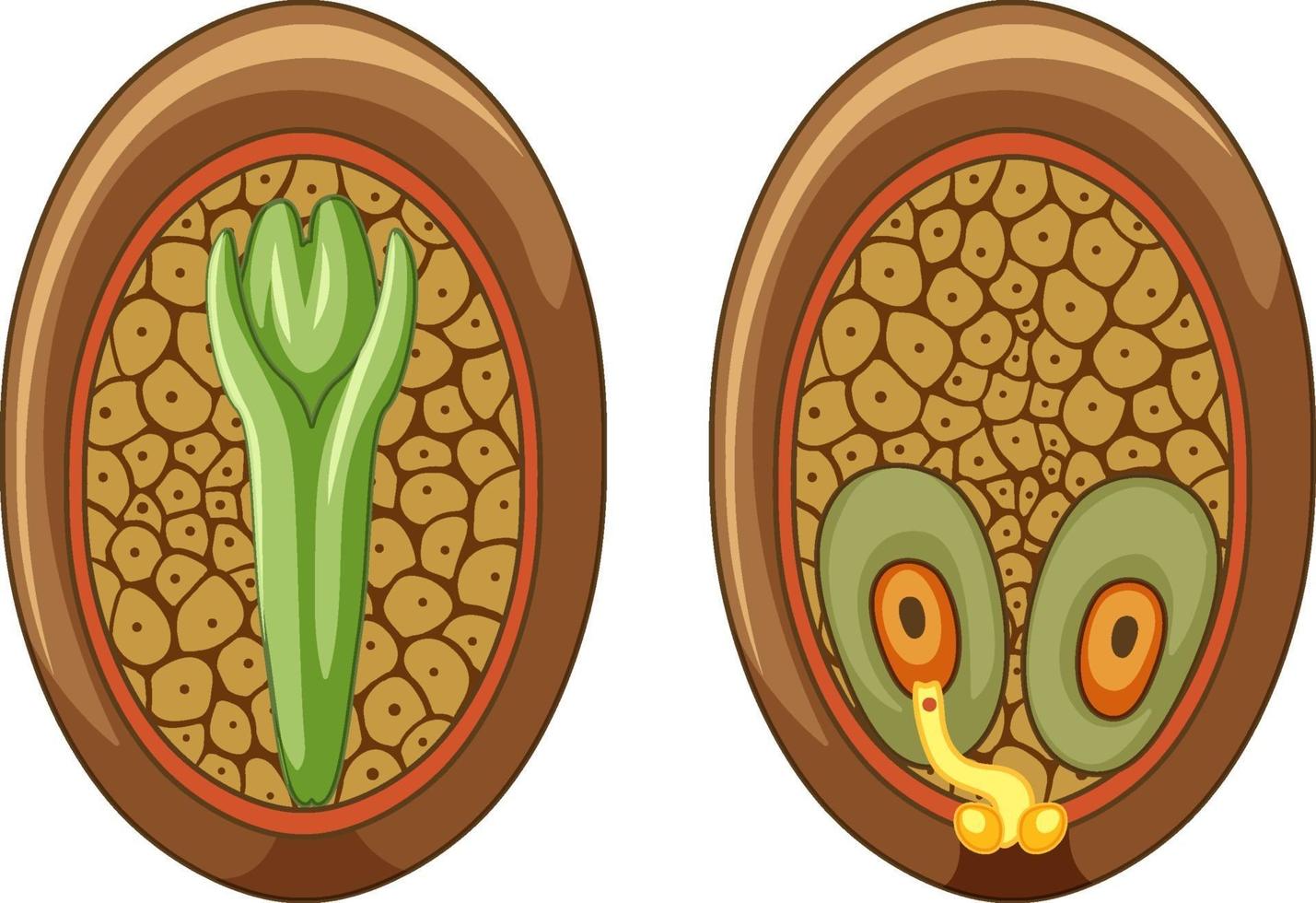 Structure of megasporangium in gymnosperms vector