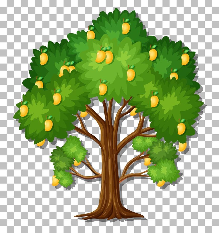 Mango tree isolated vector