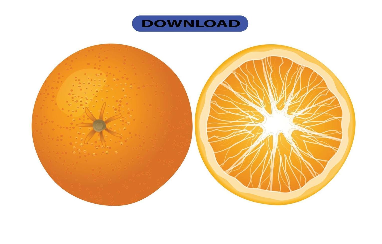 big fresh citrus fruit with high resolution vector