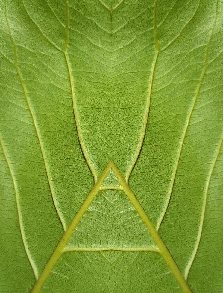 Close up view of green leaf background photo