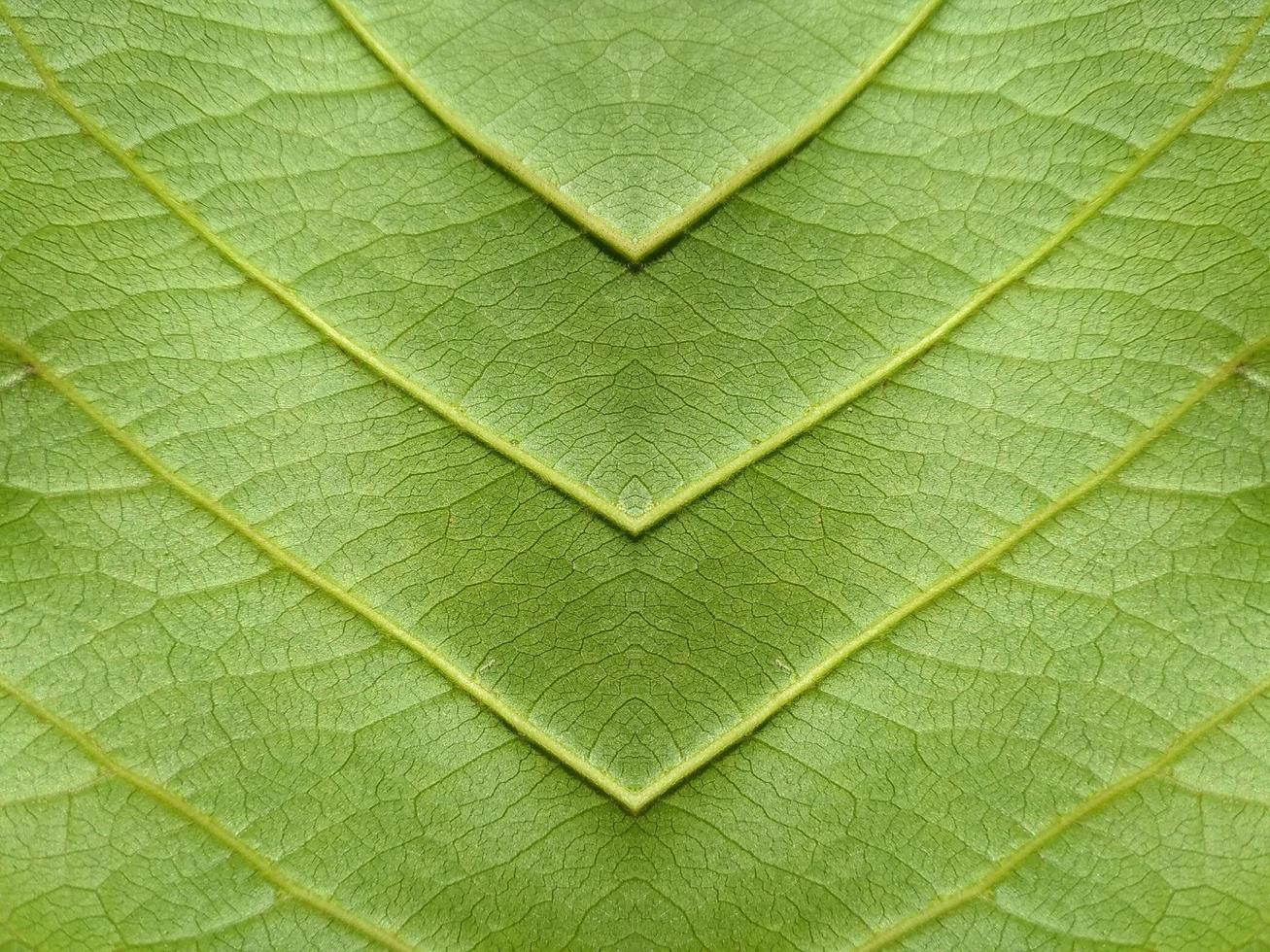 Close up view of green leaf background photo