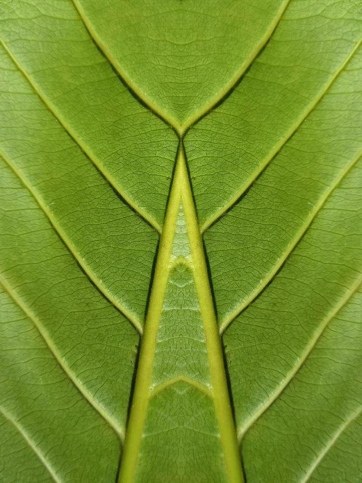 Close up view of green leaf background photo