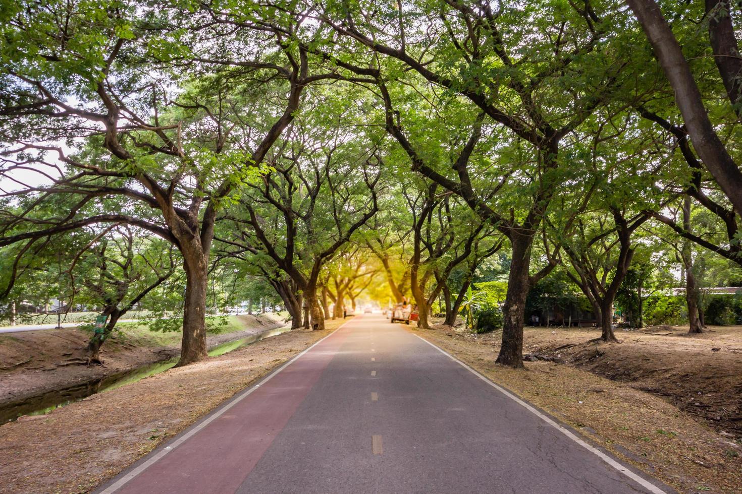 Landscape of straight road under the tunnel trees, Thailand photo