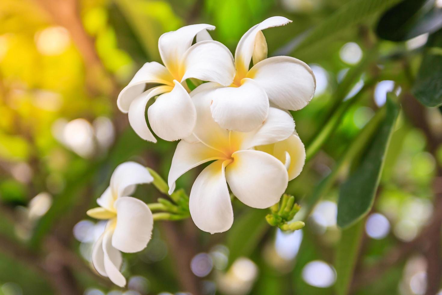 Flores de plumeria sobre fondo bokeh foto