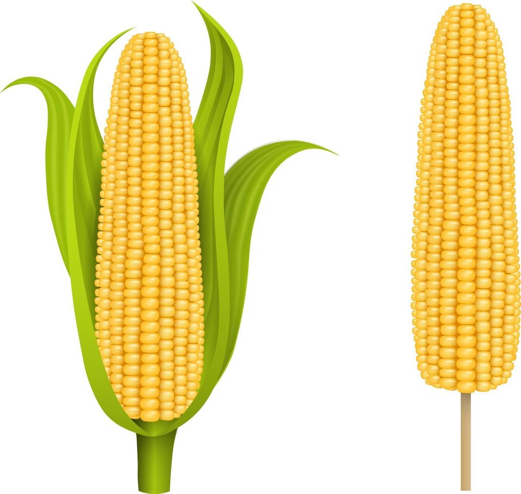 isolated corn cob with leaves and corn cob on the stick vector