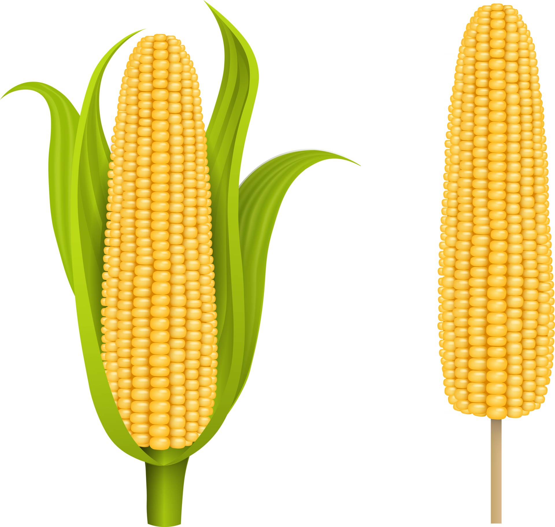 isolated corn cob with leaves and corn cob on the stick 3017611 Vector Art at Vecteezy