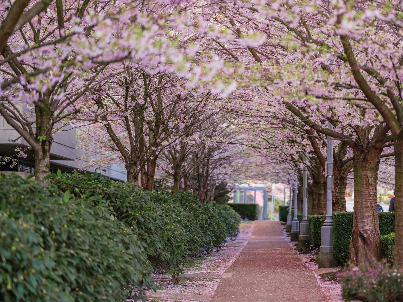 túnel de cerezos en flor foto