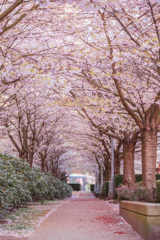 Sendero para caminar de un parque público en plena floración de hermosos cerezos foto