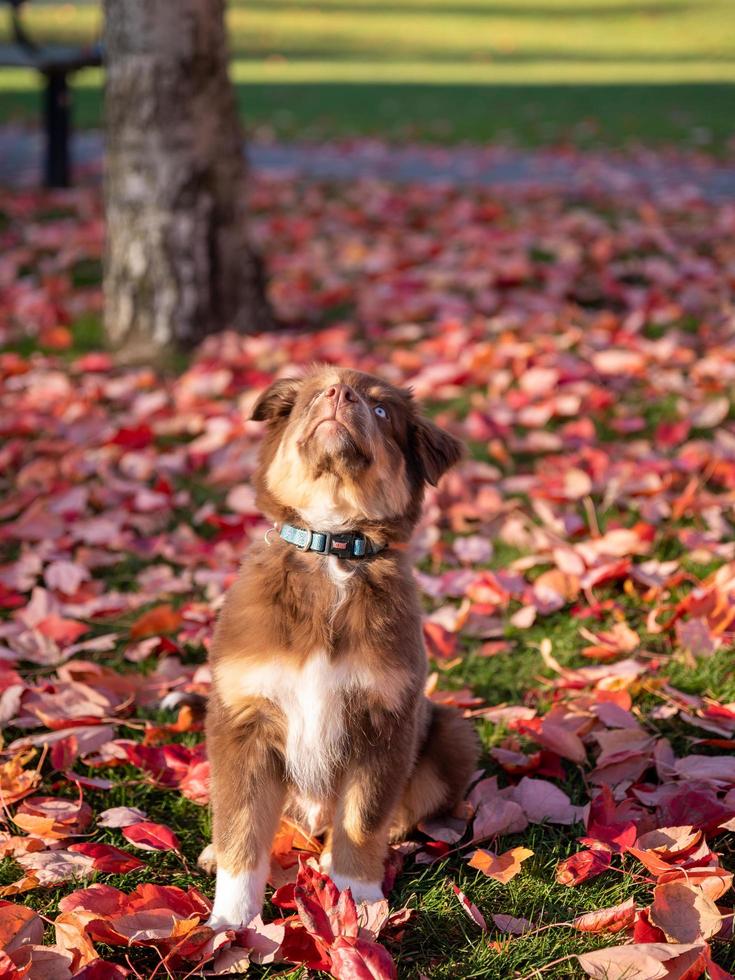 Retrato de perro pastor australiano marrón con heterocromía y choler azul en el cuello, mirando hacia arriba, en una tarde de otoño en un parque público foto