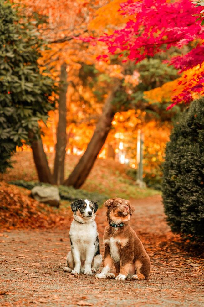 Retrato panorámico de doble cachorro de perro pastor australiano sentado en el suelo de un parque público foto