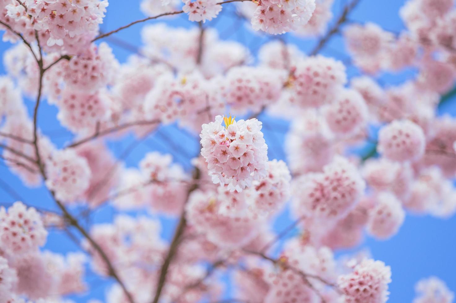 Retrato borroso de ramas de una cereza en primavera foto