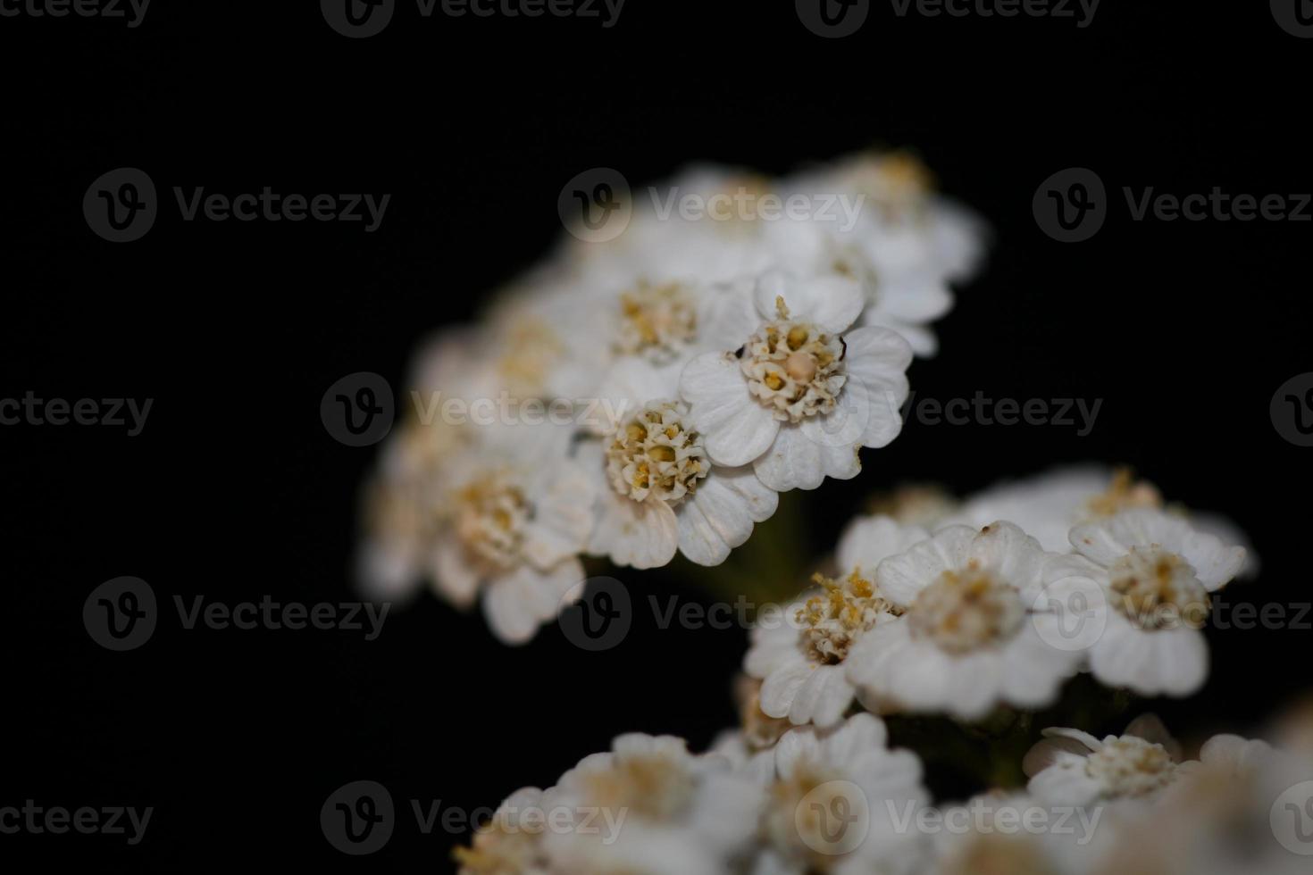 White flower blossom close up background achillea millefolium print photo