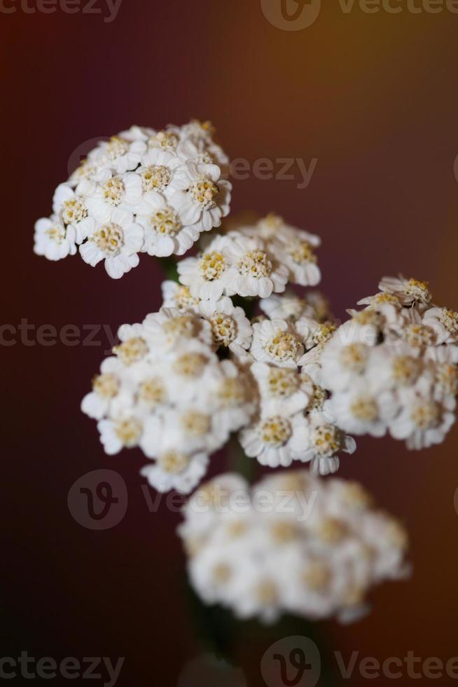 White flower blossom close up background achillea millefolium print photo