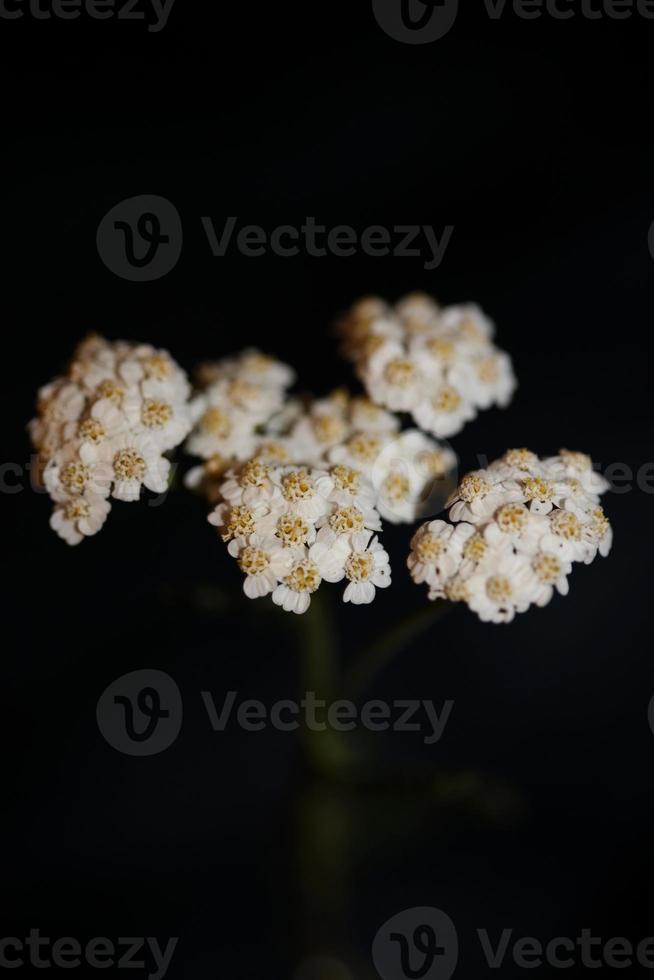 White flower blossom close up background achillea millefolium print photo