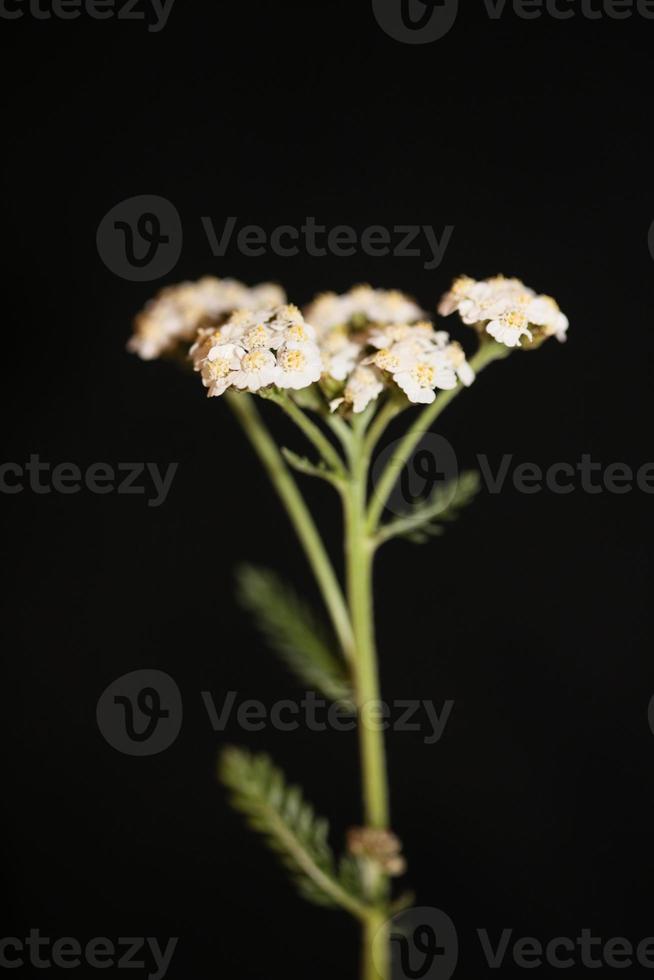 White flower blossom close up background achillea millefolium print photo