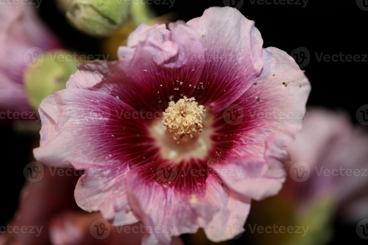 flor púrpura flor cerrar fondo alcea rosea familia malváceas foto