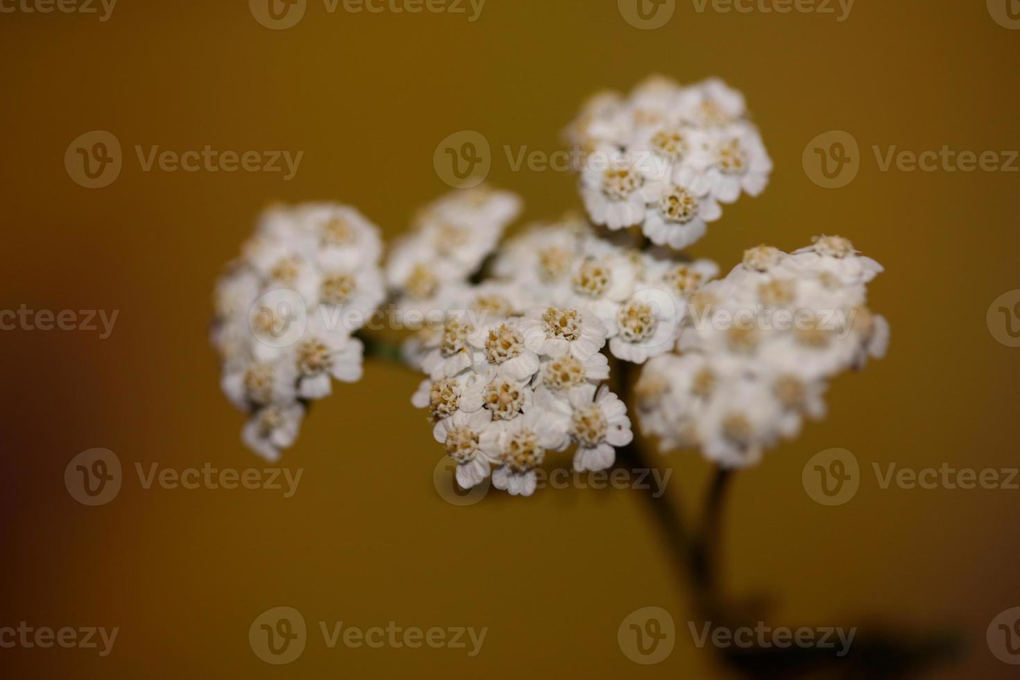 White flower blossom close up background achillea millefolium print photo