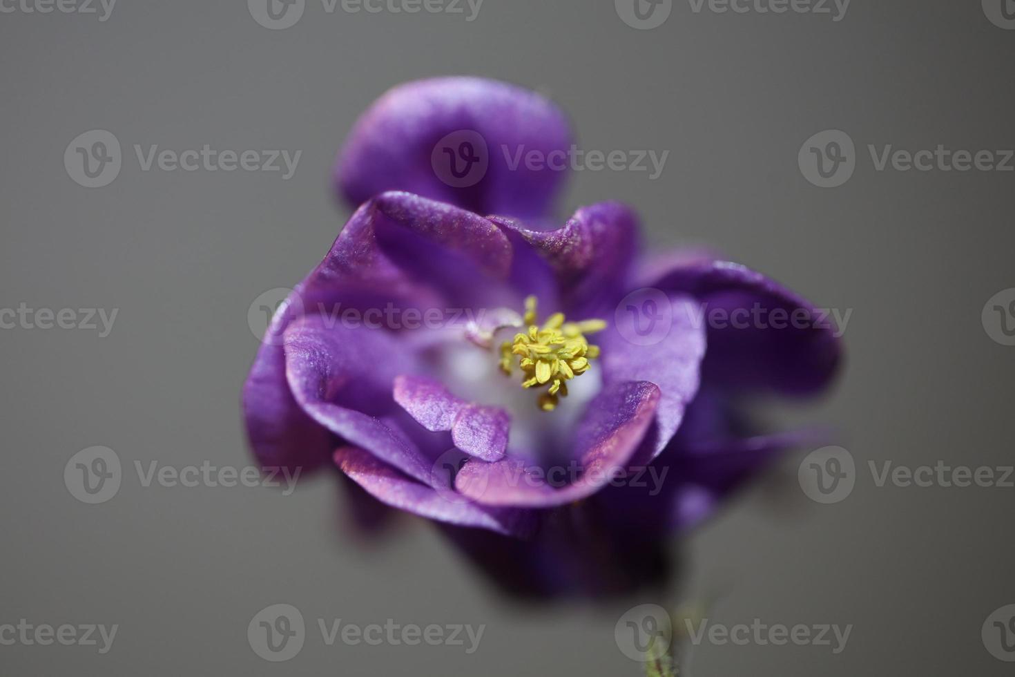 Flower blossoming background Aquilegia vulgaris family ranunculaceae photo
