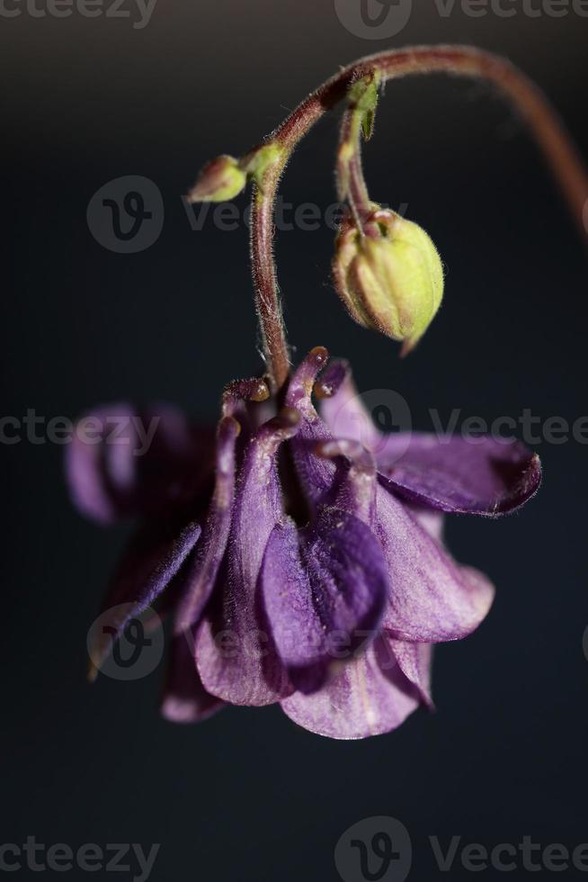 Wild flower blossom background Aquilegia vulgaris family ranunculaceae photo