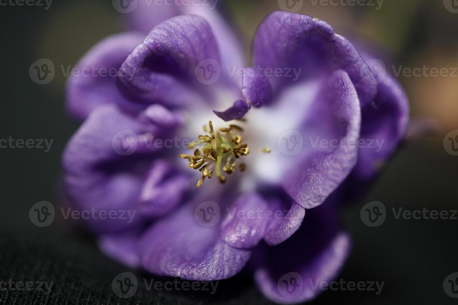 Flower blossoming background Aquilegia vulgaris family ranunculaceae photo