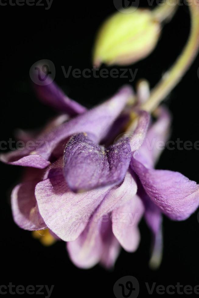 Wild flower blossom background Aquilegia vulgaris family ranunculaceae photo