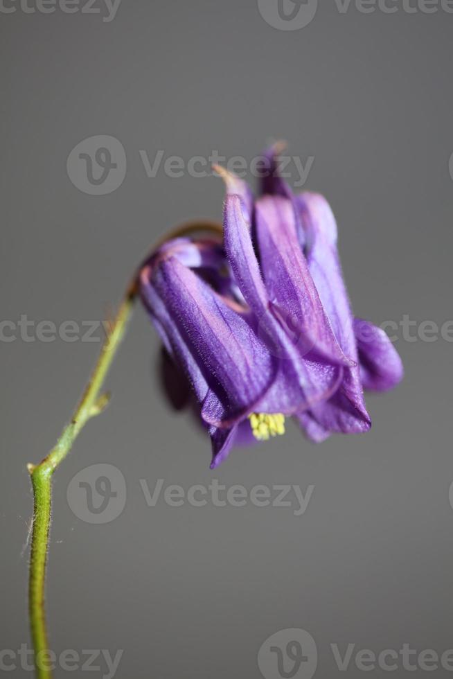 Flower blossoming background Aquilegia vulgaris family ranunculaceae photo