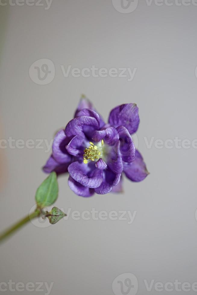 Flower blossoming background Aquilegia vulgaris family ranunculaceae photo