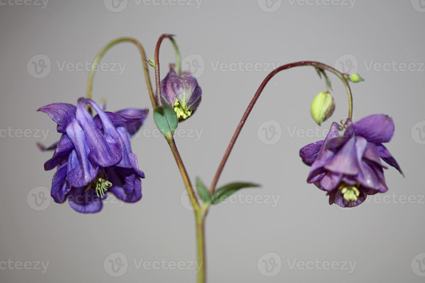 Wild flower blossom background Aquilegia vulgaris family ranunculaceae photo