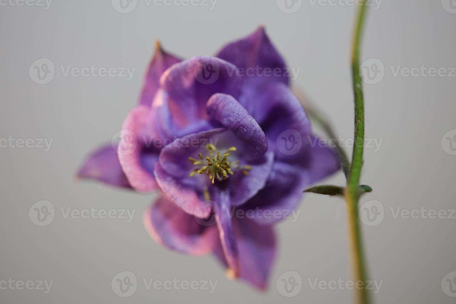 Flower blossoming background Aquilegia vulgaris family ranunculaceae photo