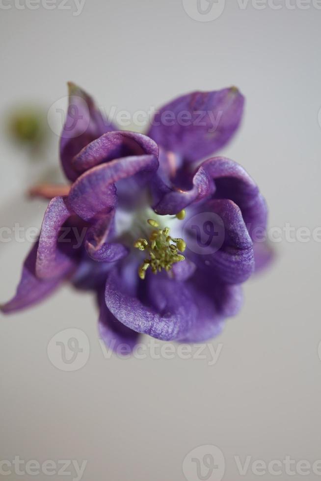 Flower blossoming background Aquilegia vulgaris family ranunculaceae photo