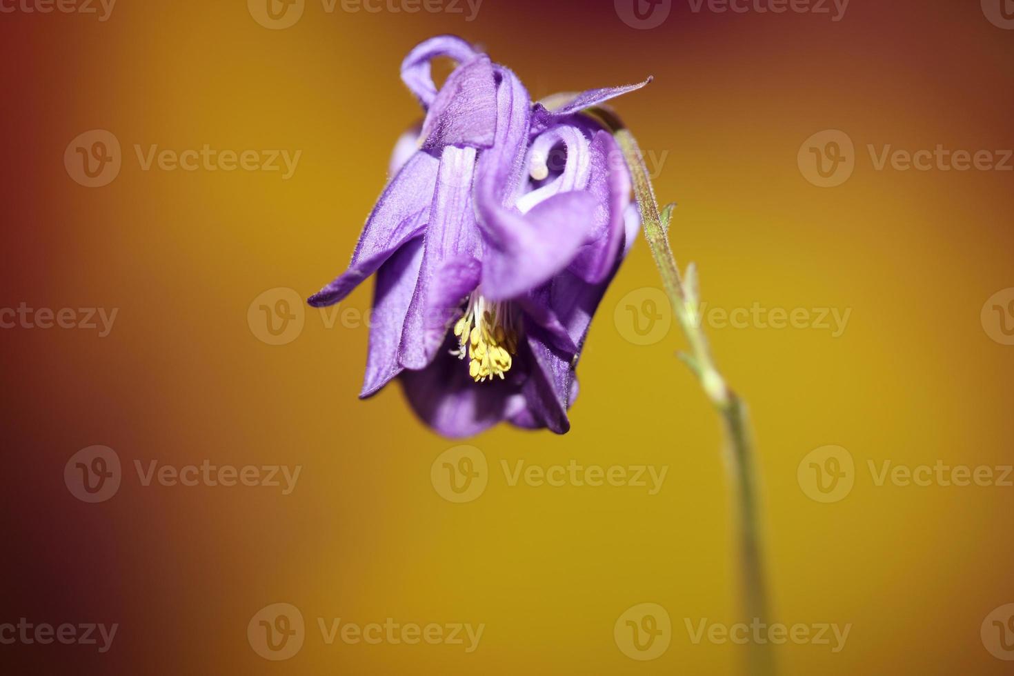 Flower blossoming background Aquilegia vulgaris family ranunculaceae photo