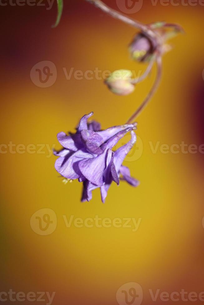 Flower blossoming background Aquilegia vulgaris family ranunculaceae photo