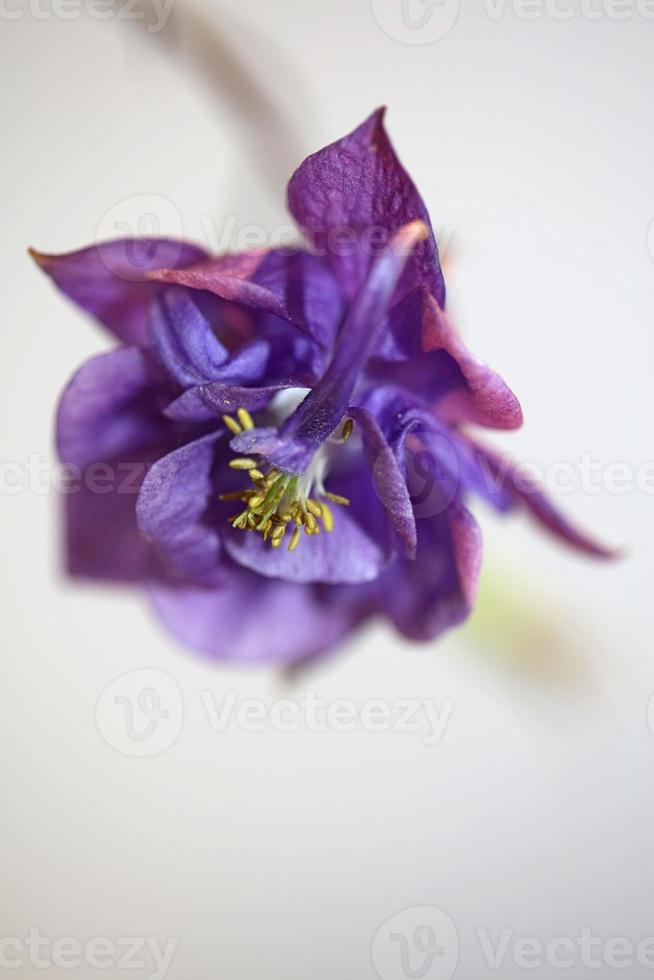 Flower blossoming background Aquilegia vulgaris family ranunculaceae photo