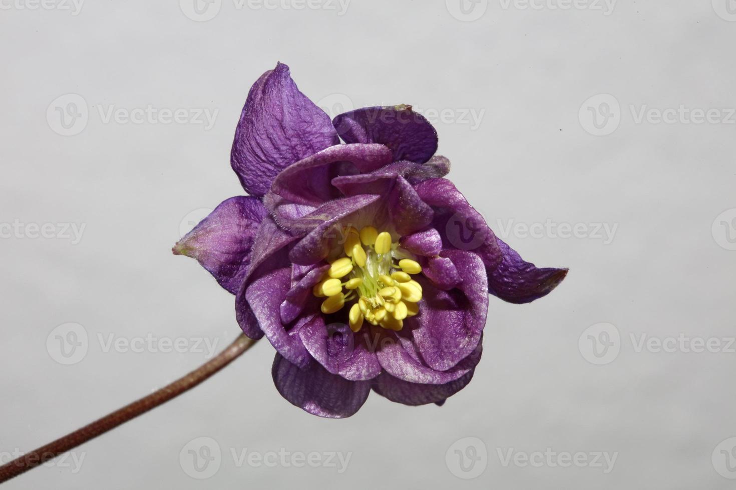 Wild flower blossom background Aquilegia vulgaris family ranunculaceae photo