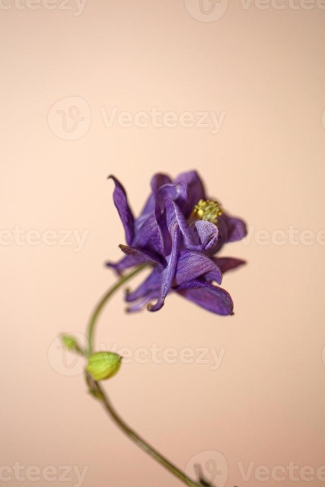 Flower blossoming background Aquilegia vulgaris family ranunculaceae photo