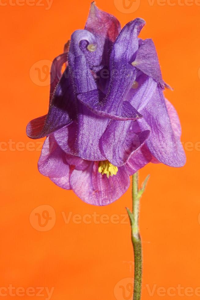 Flower blossoming background Aquilegia vulgaris family ranunculaceae photo