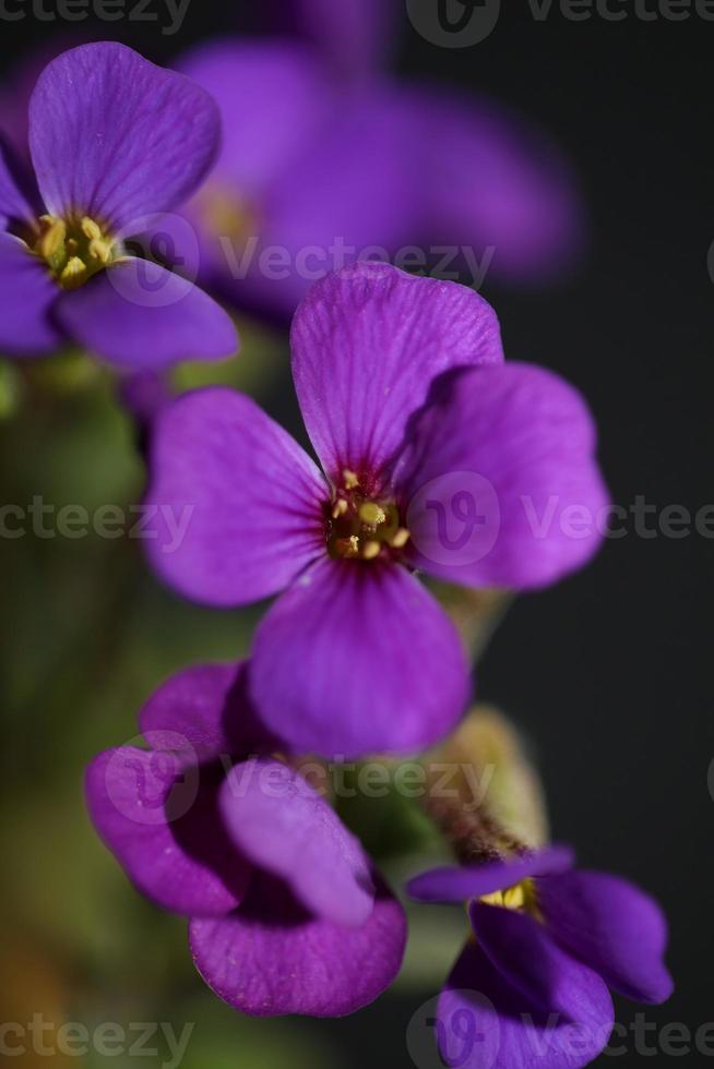 Flor morada Aubrieta deltoidea familia brasicaceae floración púrpura foto