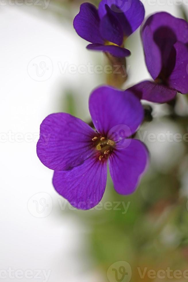 Purple blossom Aubrieta deltoidea family Brasicaceae purple flowering photo