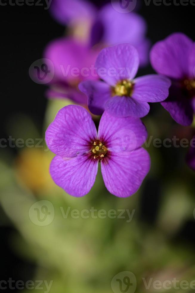 Flor morada Aubrieta deltoidea familia brasicaceae floración púrpura foto