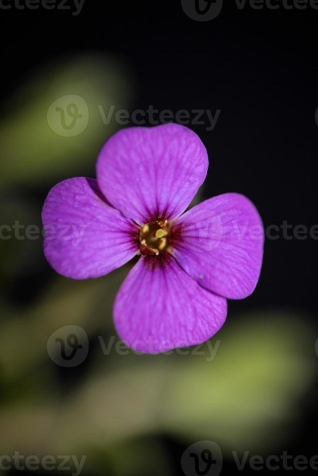 Flor morada Aubrieta deltoidea familia brasicaceae floración púrpura foto