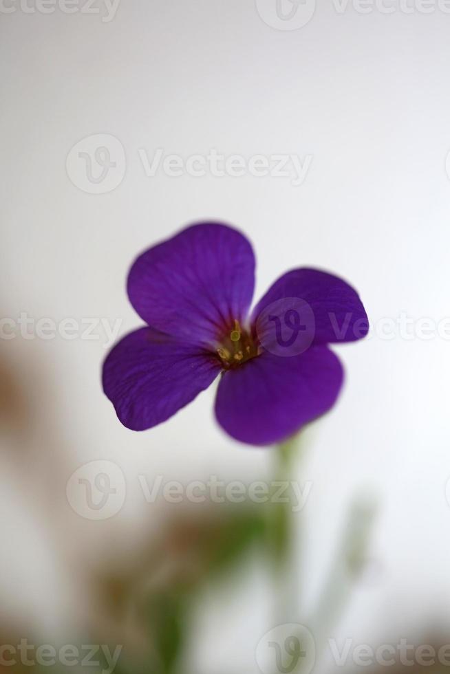 Purple blossom Aubrieta deltoidea family Brasicaceae purple flowering photo