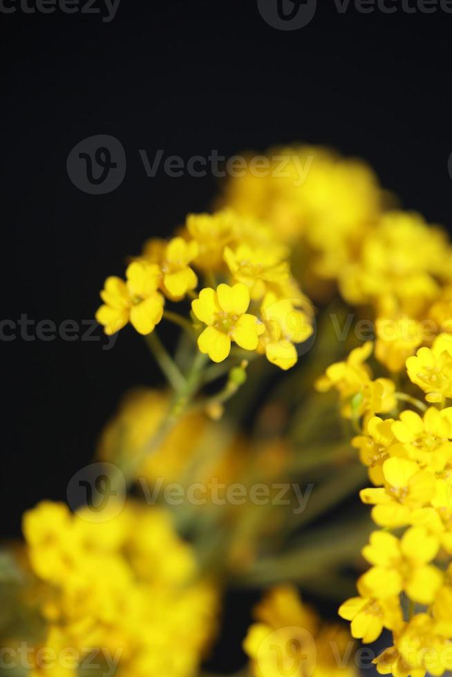 flor flor macro aurinia saxatilis familia brassicaceae antecedentes foto